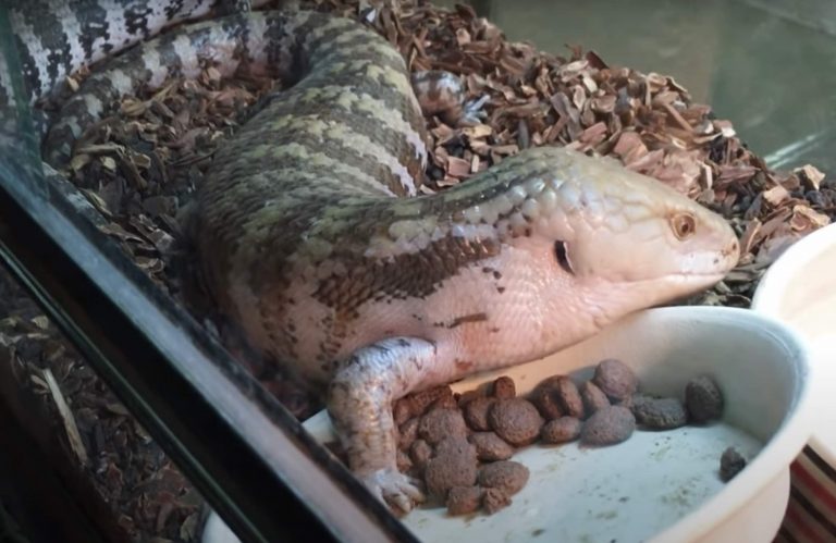 Illustration of Juvenile Blue Tongue Skink Carnivore Diet Needs