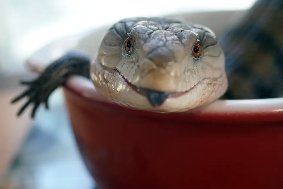 beautiful long blue tongue