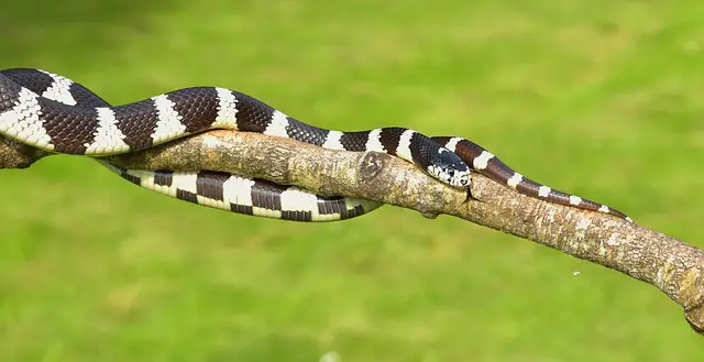 California Milk Snake
