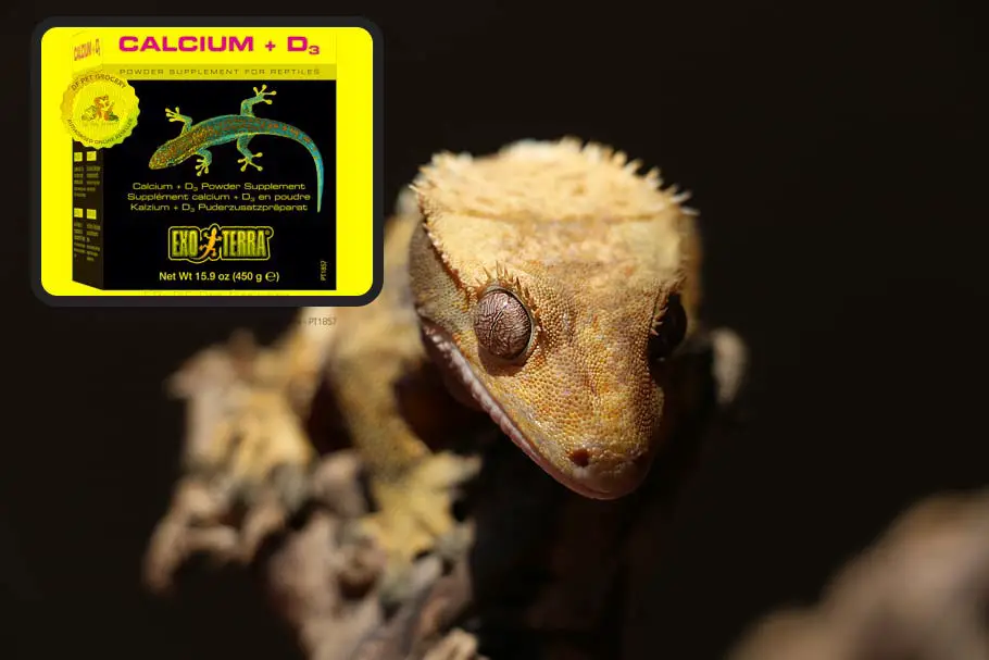 Crested geckos need calcium
