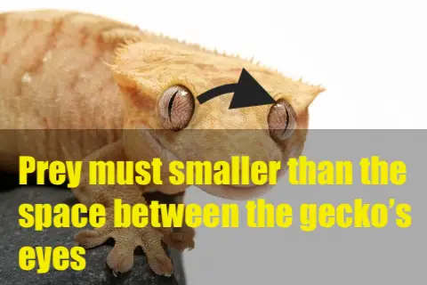 prey must smaller than the space between the gecko’s eyes