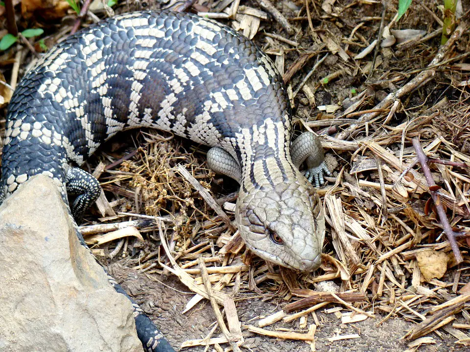 Eastern blue tongue skink