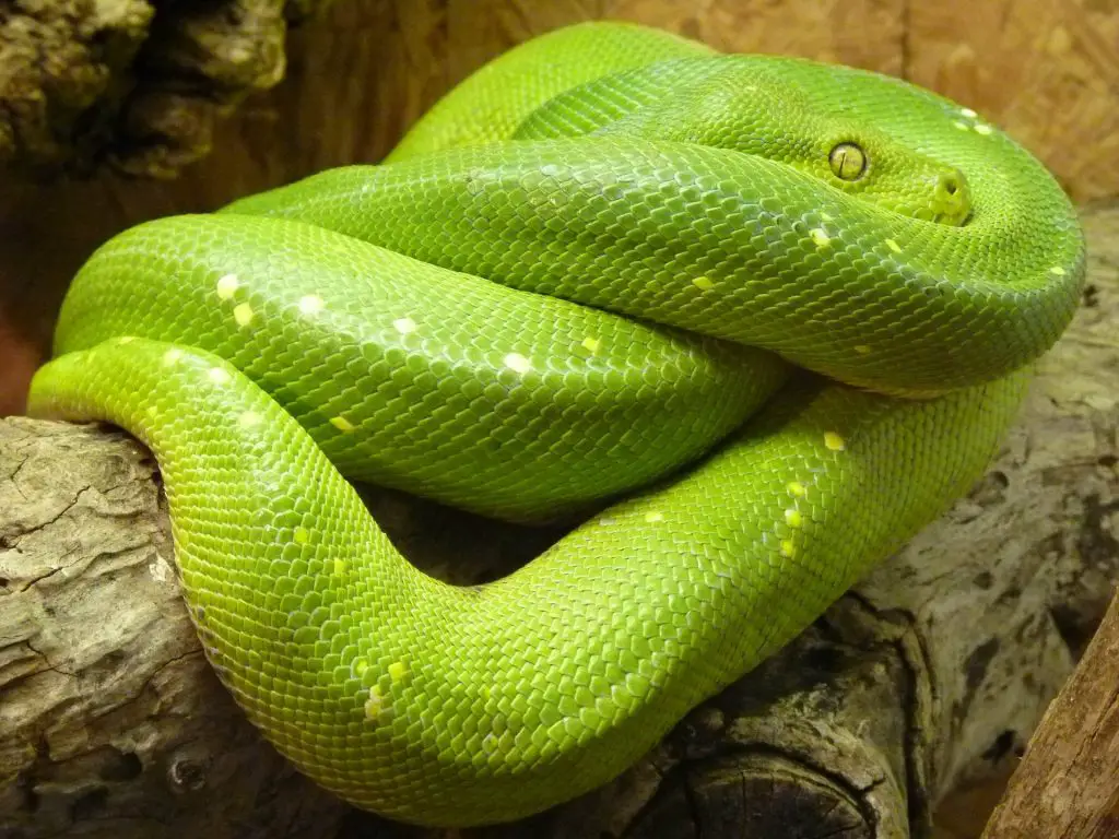 Wamena Green Tree Pythons