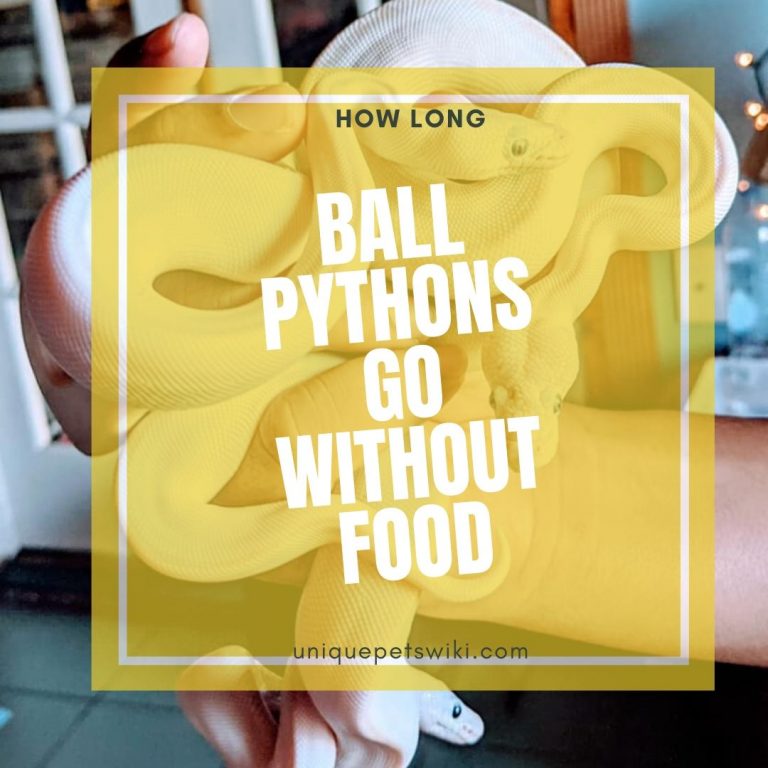 How Long Can A Ball Python Go Without Eating? The TRUTH!