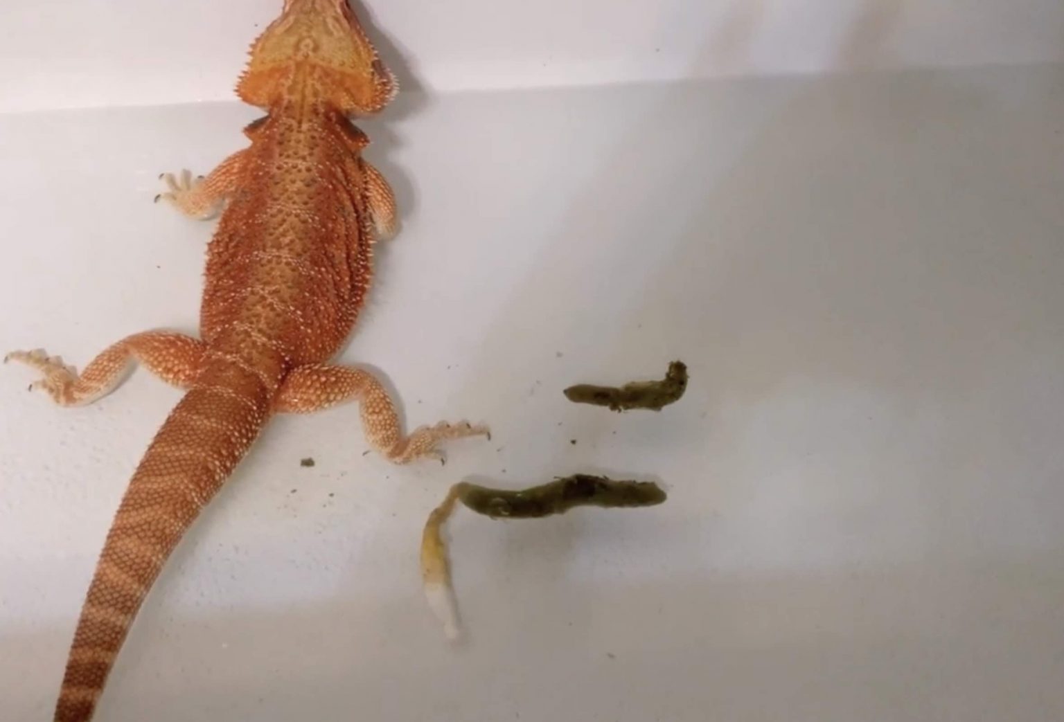 How To Potty Train A Bearded Dragon? (With Pictures)