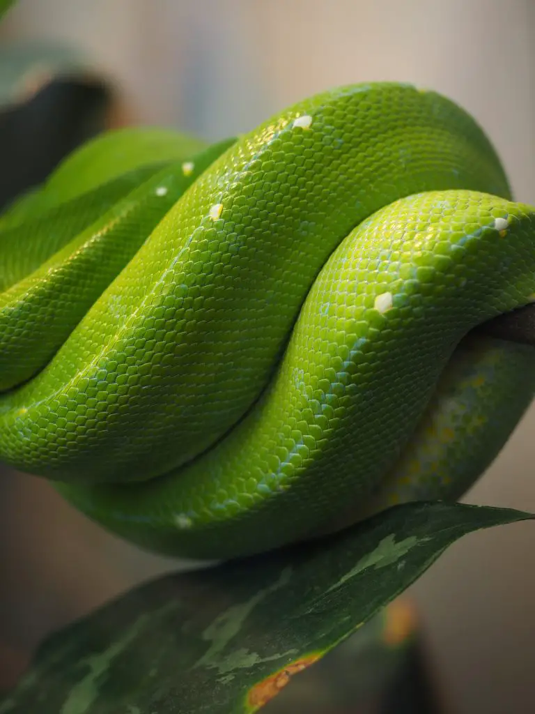 Raise Green Tree Pythons as Pets