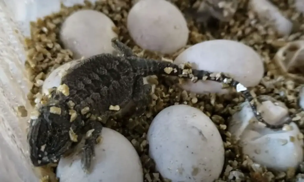 lizard eggs hatch