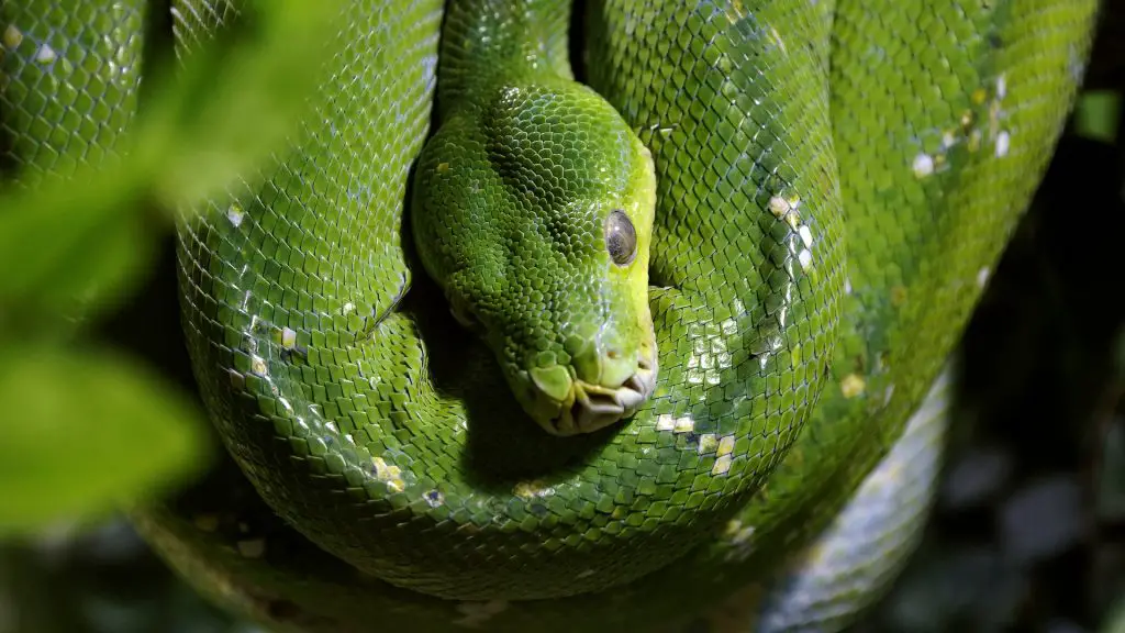 Aru Green Tree Pythons