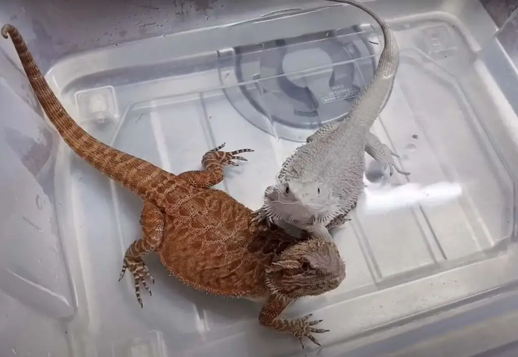 potty train a couple bearded dragon