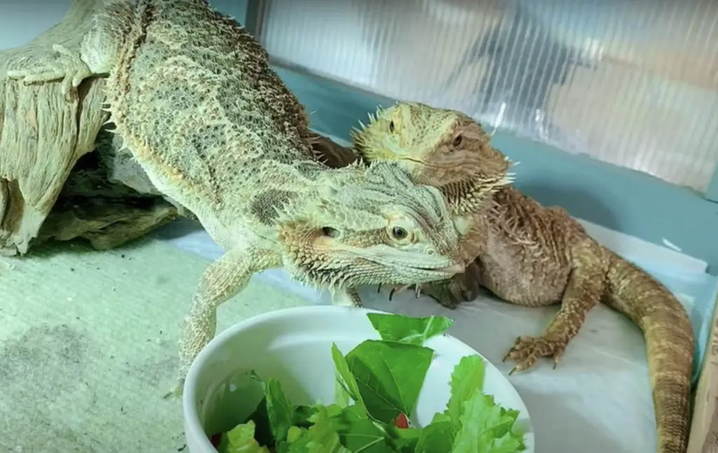 what do bearded dragons eat?