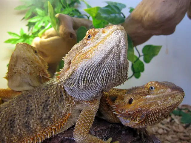 Bearded Dragons in their Habitat