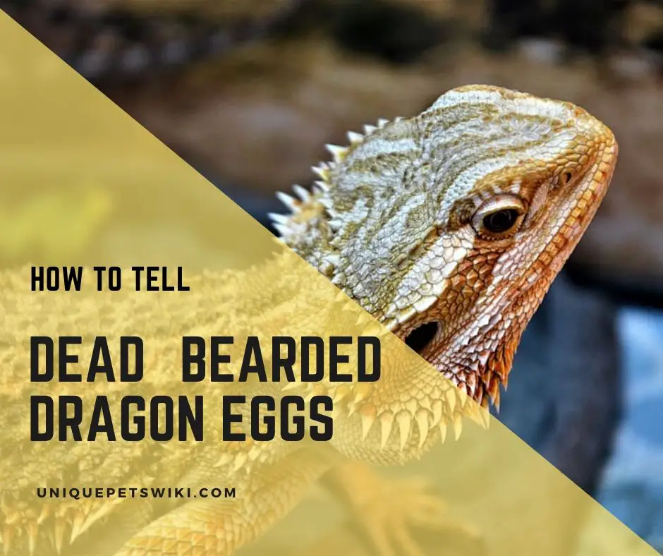How to Tell if Bearded Dragon Eggs are Dead?