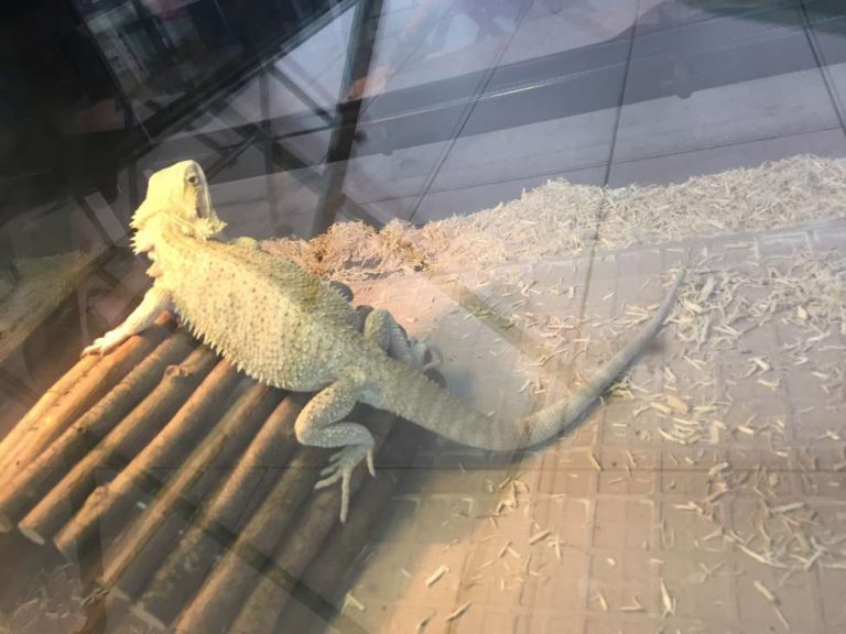 Translucent Morph A-Z Bearded Dragon Morphs, Colors & Patterns (With Pictures)