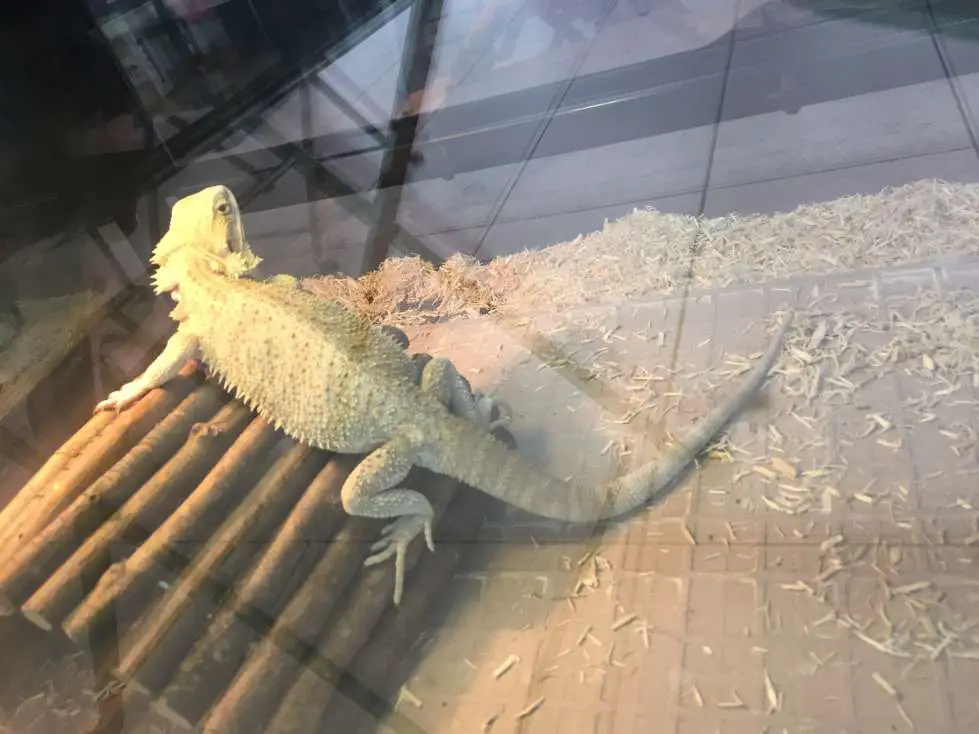 Hypomelanistic Morph Bearded Dragon