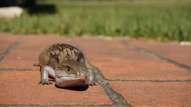 Obesity Blue Tongue Skink