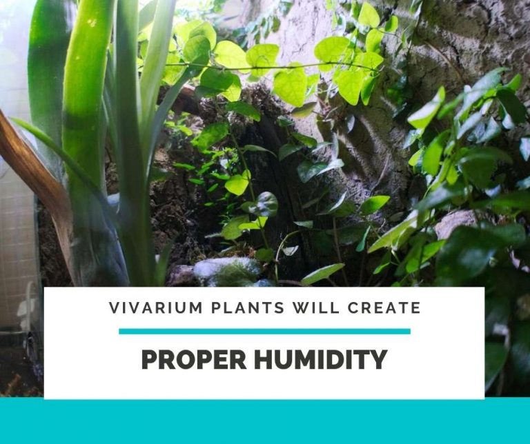 5 Pro Tips To Maintain Humidity Requirements In a Crested Gecko Terrarium