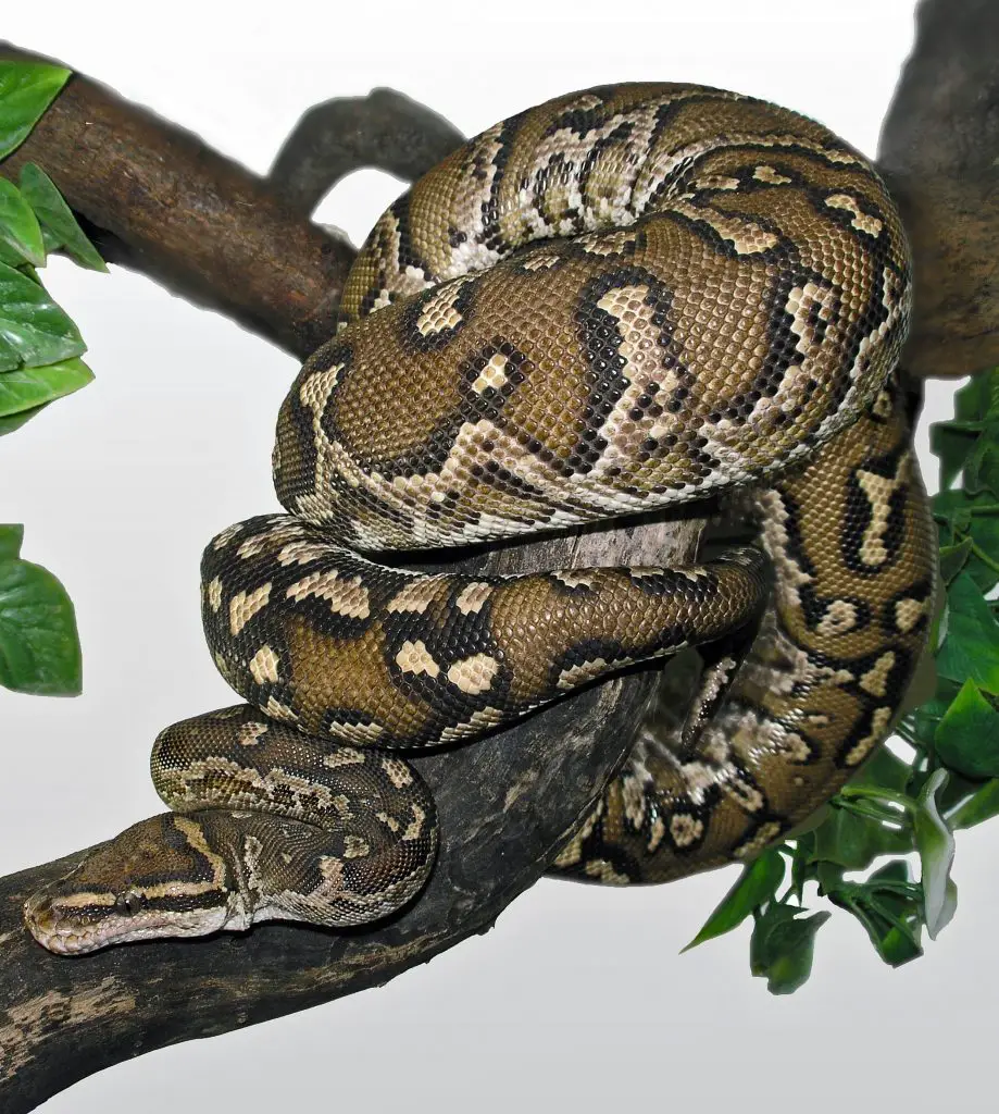 Angolan Python