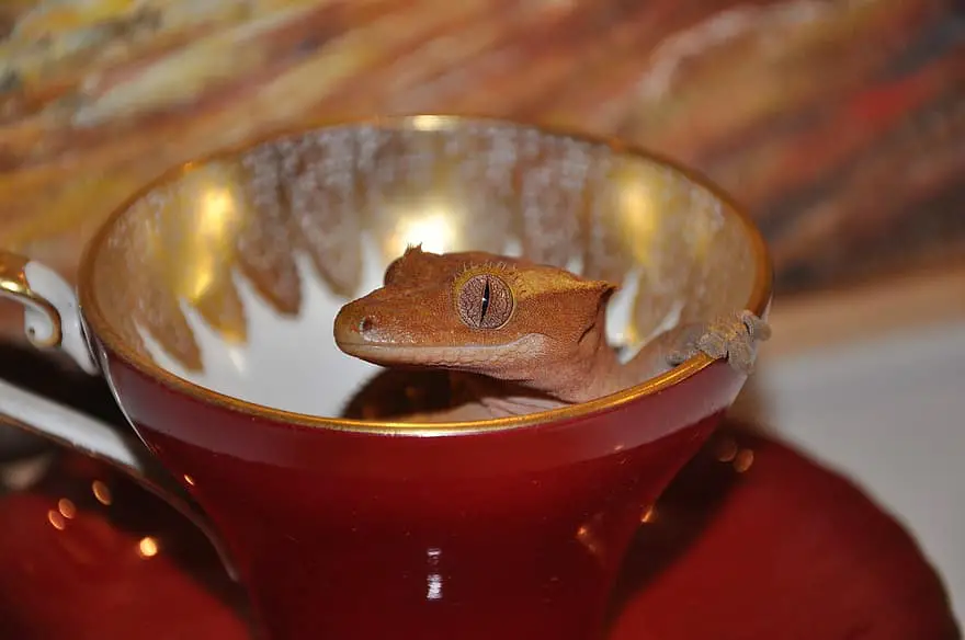 How to Force Feed a Crested Gecko