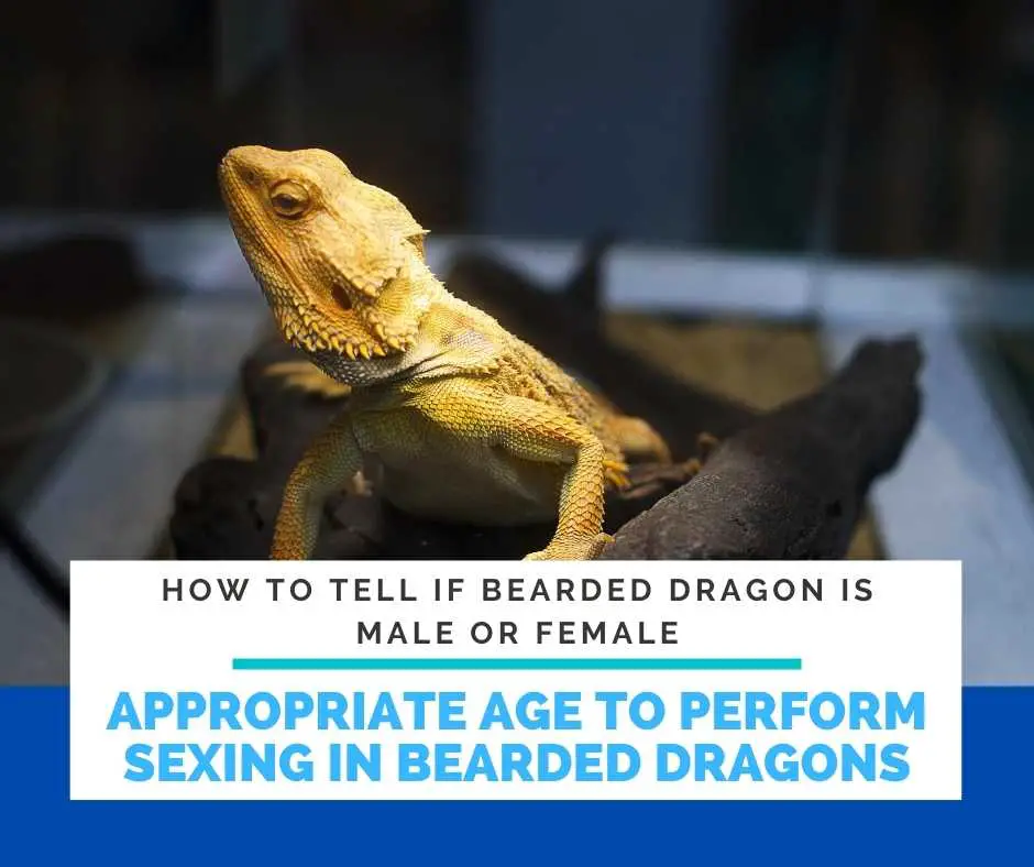 What Is The Appropriate Age To Perform Sexing In Bearded Dragons? 