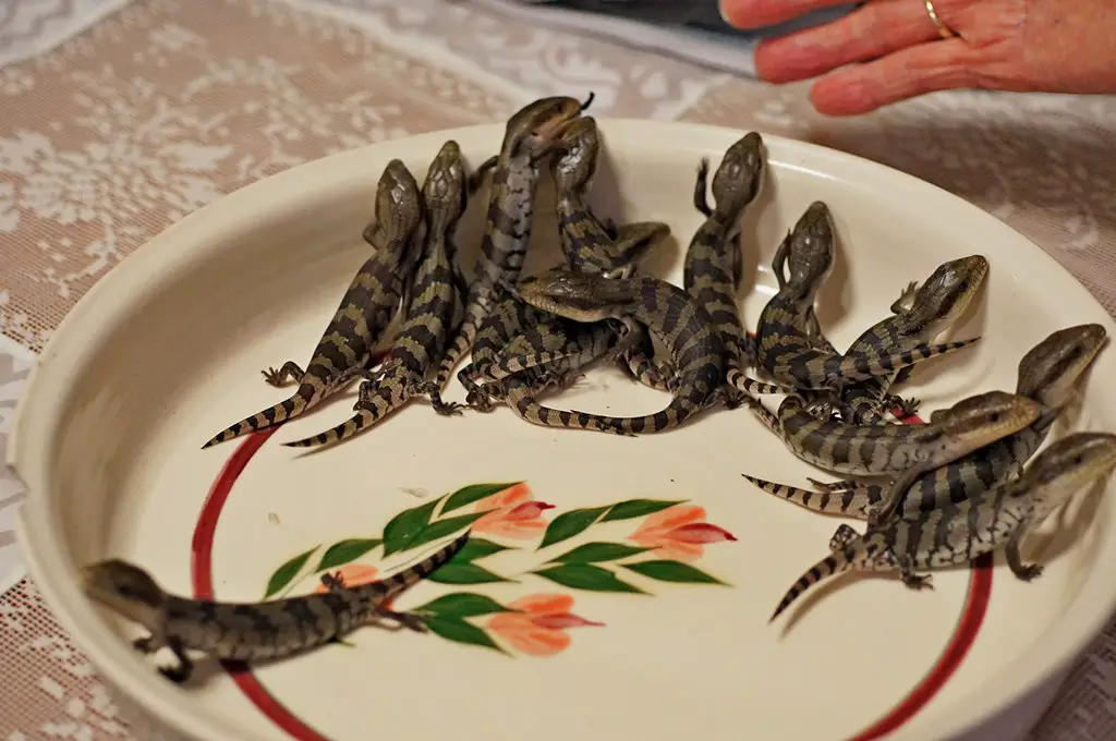 Baby Blue Tongue Skinks