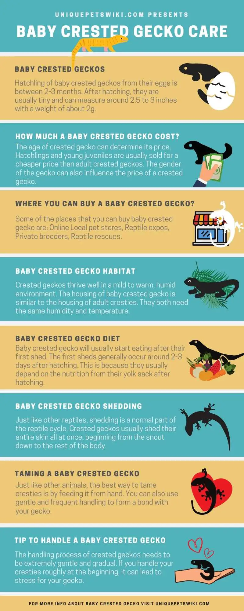 Baby Crested Gecko Infographics