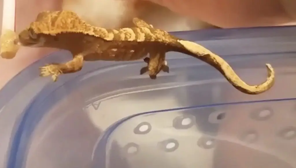 Baby Crested Gecko Diet