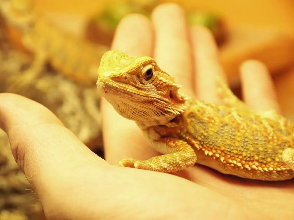 Bearded Dragon Excessive Handling