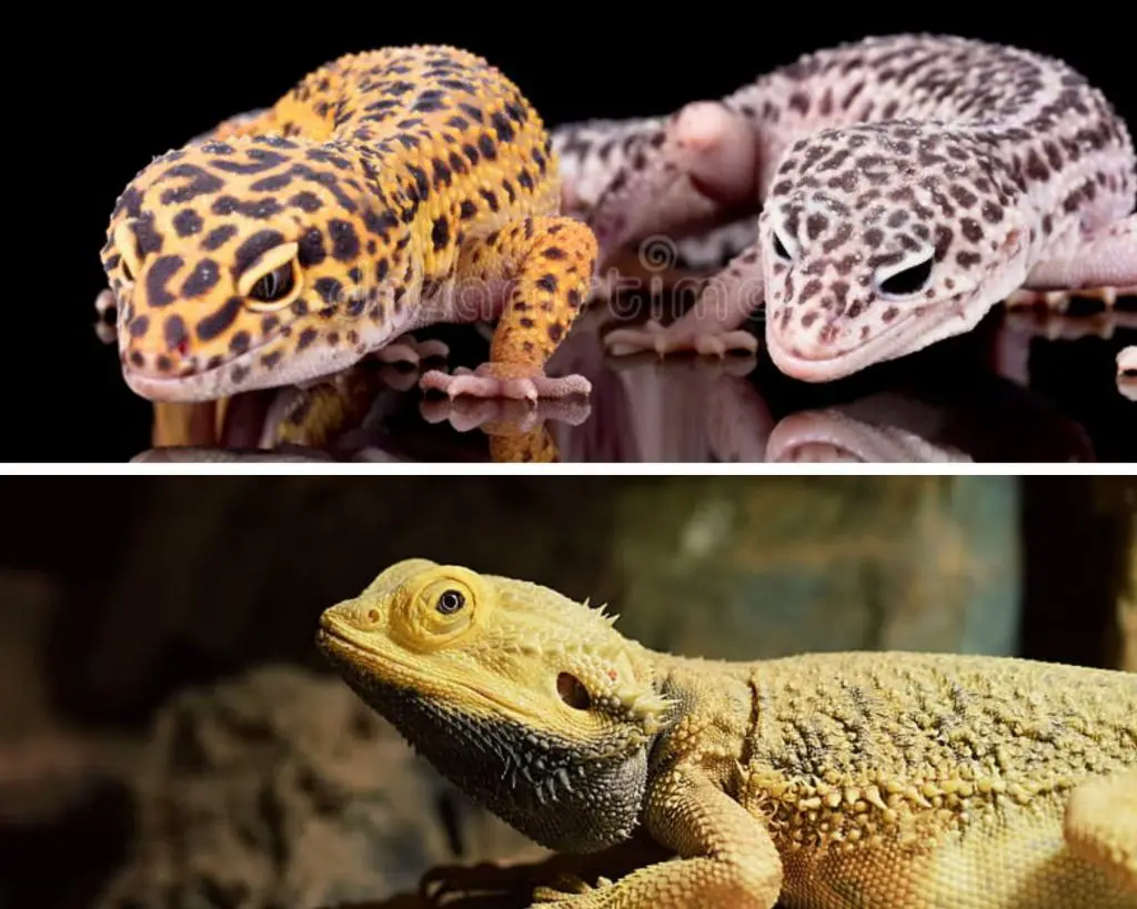 Leopard Gecko and Bearded Dragon Group