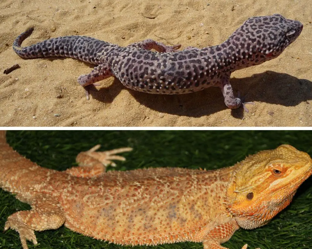 Leopard Gecko and Bearded Dragon Size and Weight