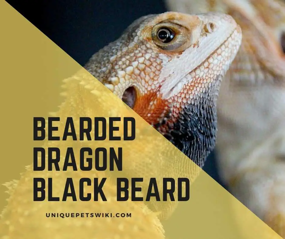 bearded-dragon-black-beard