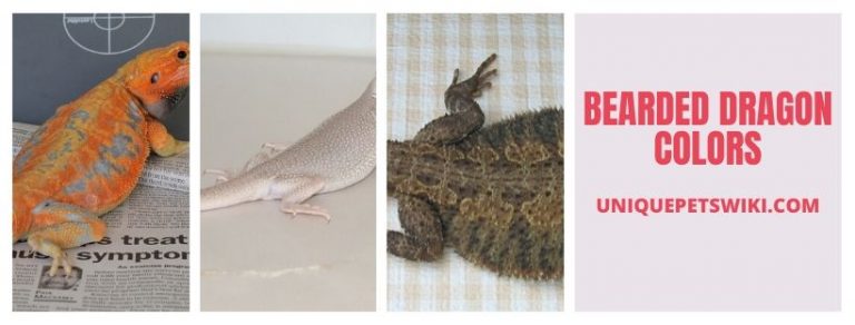 A-Z Bearded Dragon Morphs, Colors & Patterns (With Pictures)