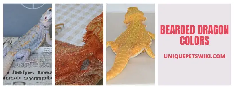 Bearded Dragon Colors Group 2