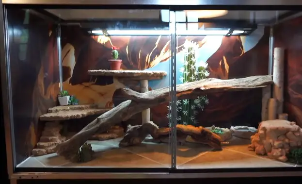 Bearded Dragon Cage Decor