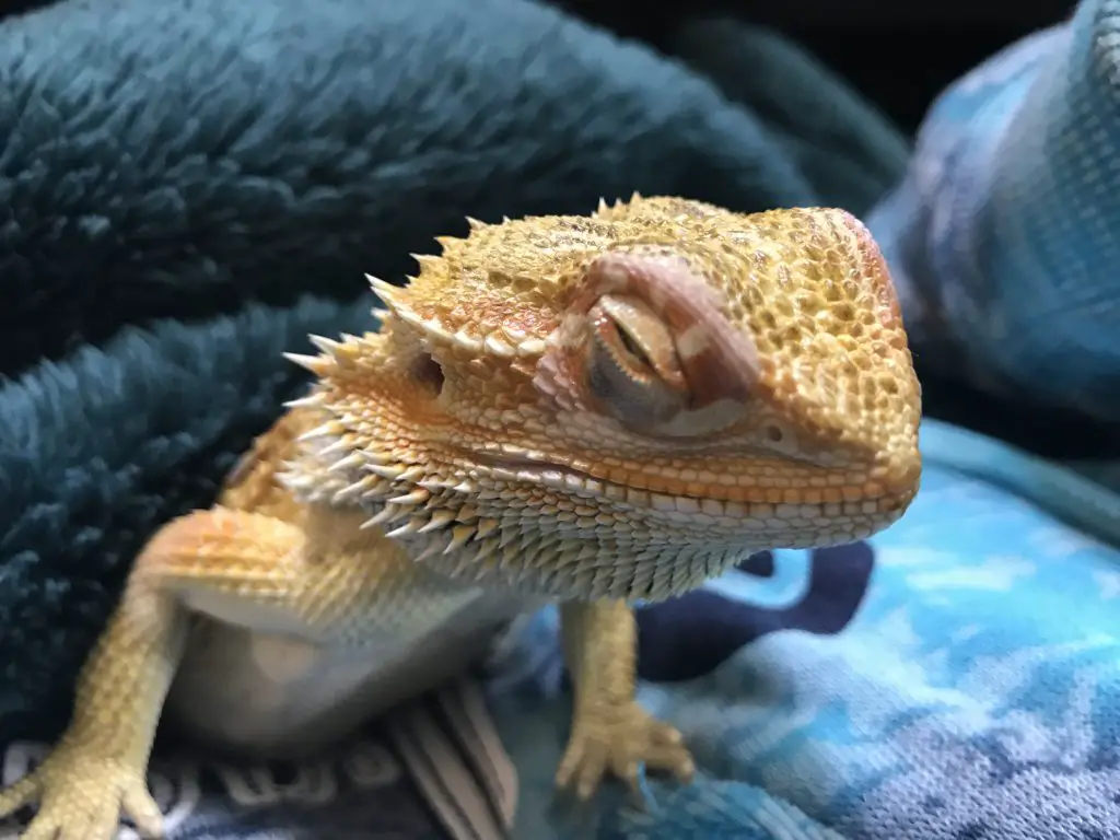 Addressing Bearded Dragon Eye Problems