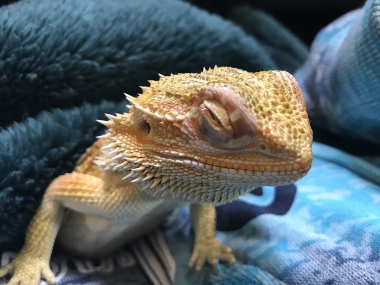 Why Is My Bearded Dragon Closing One Eye? Causes and Solutions