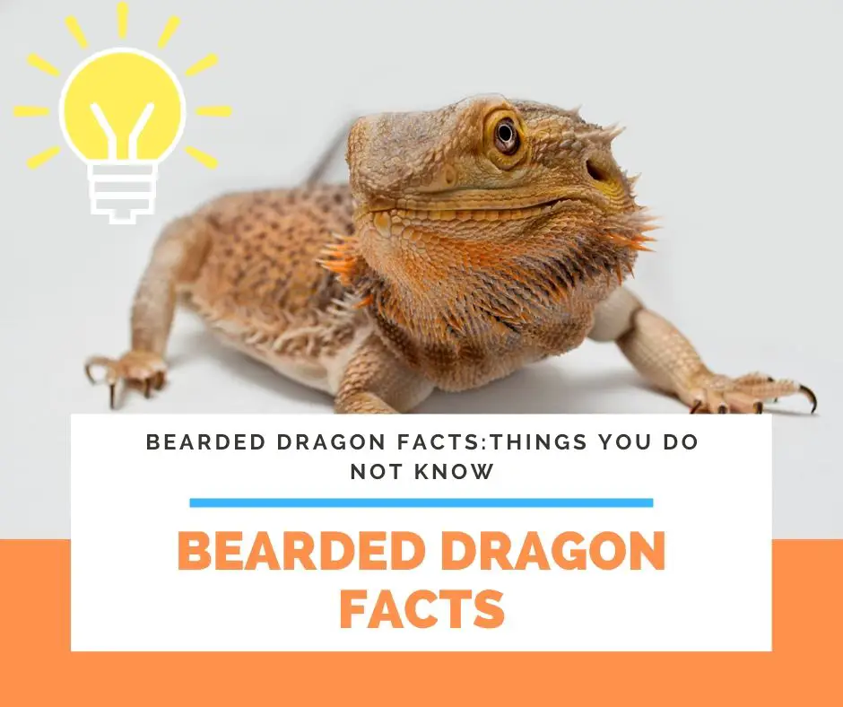 Bearded Dragon Facts