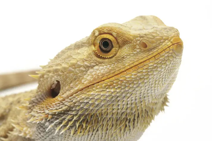 How Long Bearded Dragon Lives