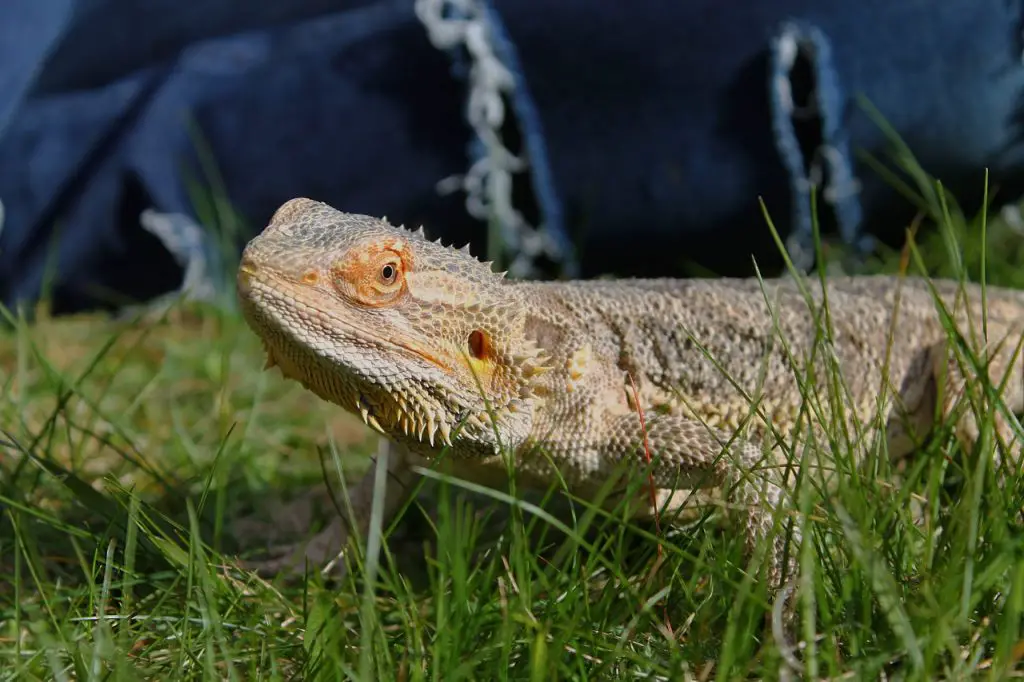 Bearded Dragon on grass