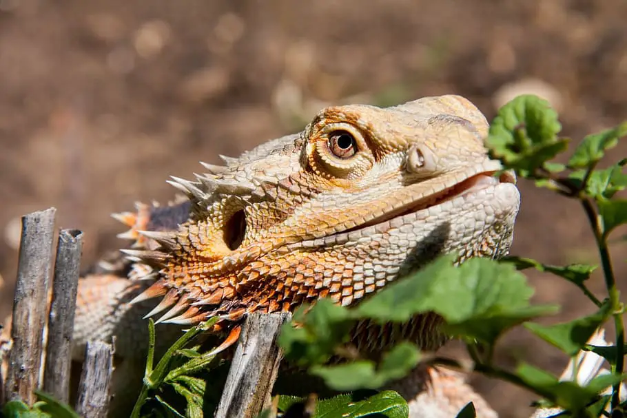 Bearded Dragon in the Wild