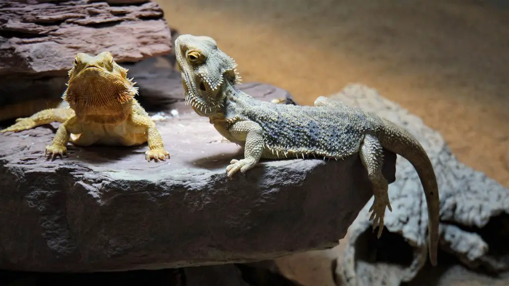 Bearded Dragons Genetical Related Terms