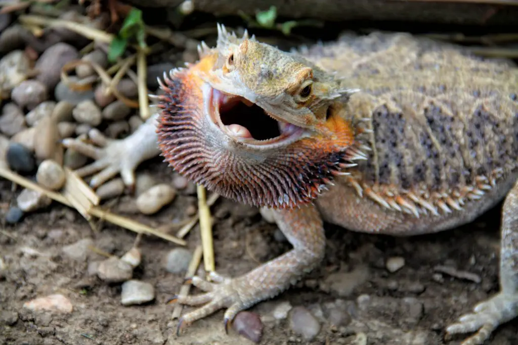 Bearded Dragon Opening Mouth Due To Aggression And Defense