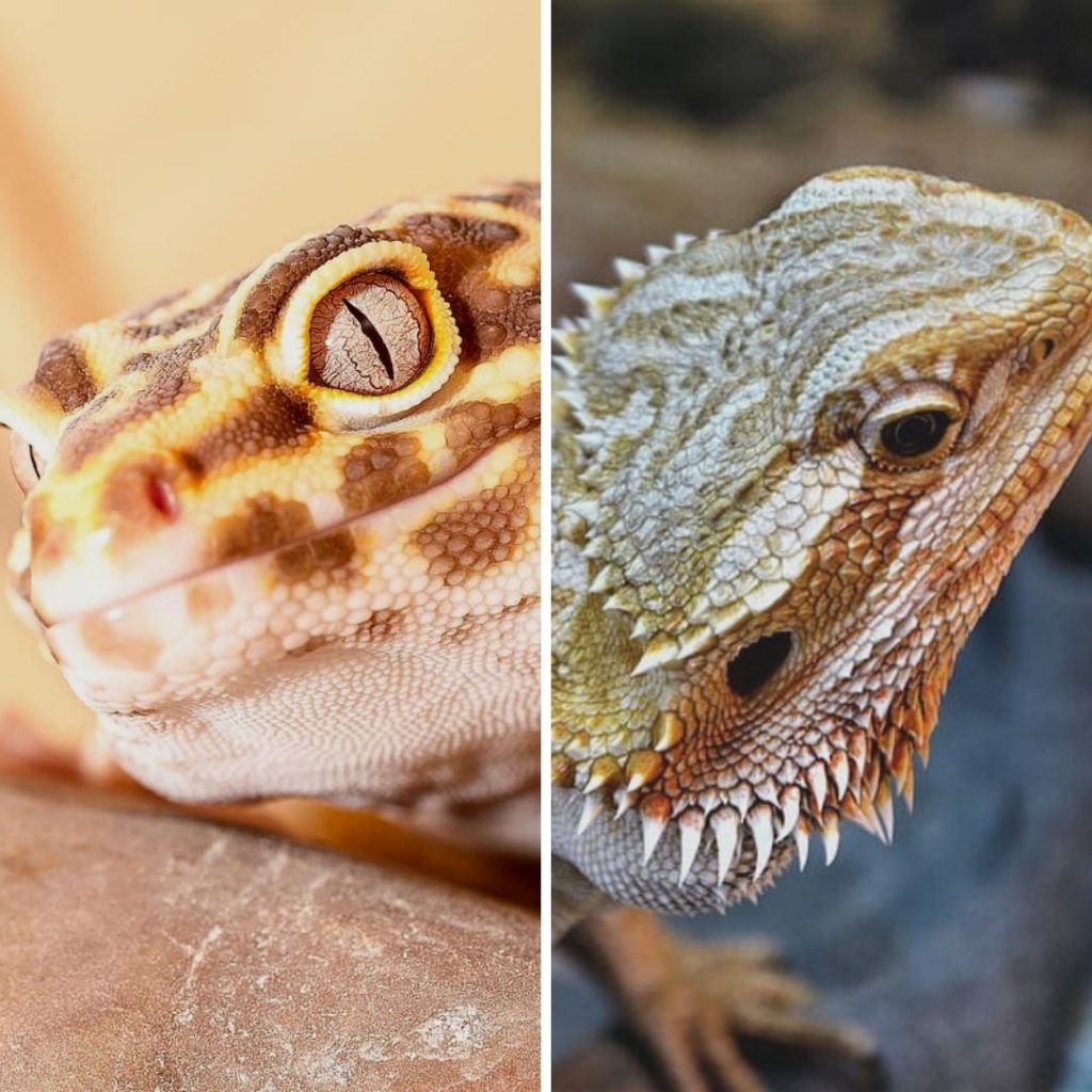 Bearded Dragon or Leopard Gecko