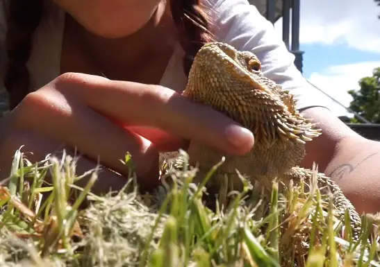 Taking the Bearded Dragon with You