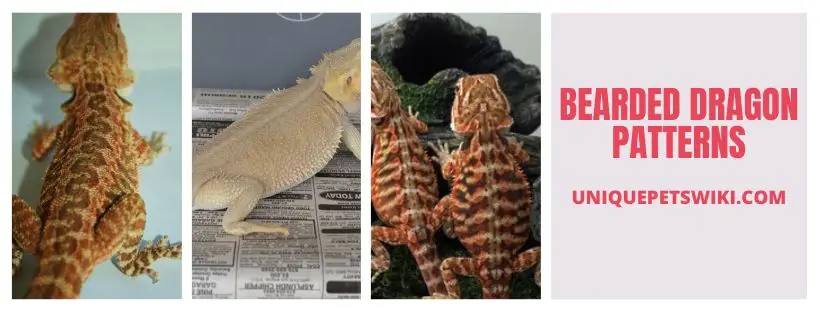 Bearded Dragon Patterns Infographic