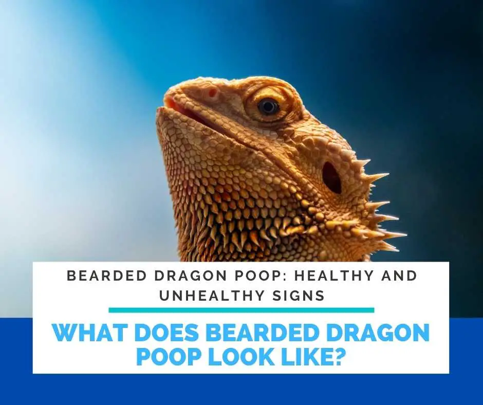 What Does Bearded Dragon Poop Look Like?