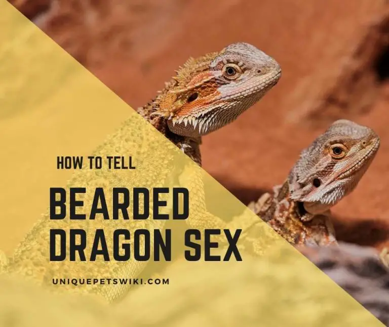 04 Simple Steps On Sexing A Bearded Dragon 7903