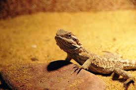 Bearded Dragon Substrate