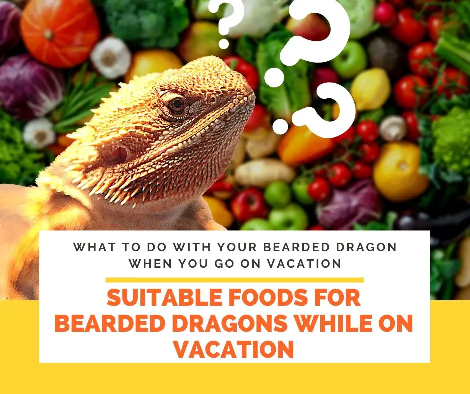 Suitable Foods for Bearded Dragons While on Vacation