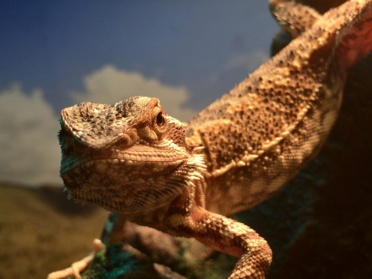 09 Factors to Create Best Bearded Dragon Habitat (+Infographic)