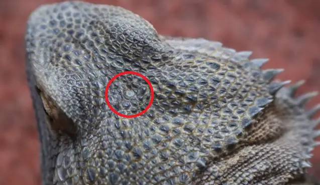 Bearded Dragon's Third Eye